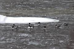 Bucephala clangula × islandica