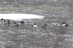 Bucephala clangula × islandica