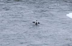 Bucephala clangula × islandica
