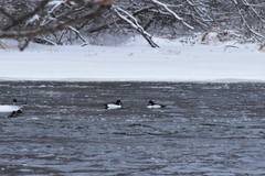 Bucephala clangula × islandica