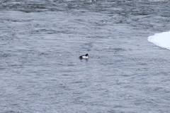 Bucephala clangula × islandica