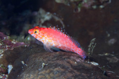 Cirrhitichthys oxycephalus