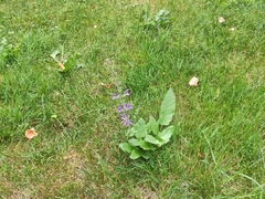 Salvia pratensis