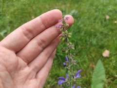Salvia pratensis