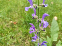 Salvia pratensis