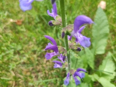 Salvia pratensis