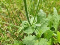 Salvia pratensis