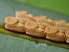 Marmessoidea rosea