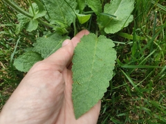 Salvia pratensis
