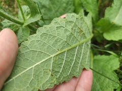 Salvia pratensis