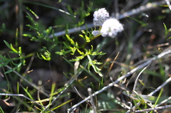 Lomatium piperi