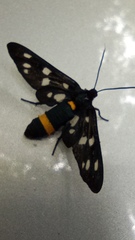 Amata ragazzii