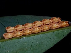 Marmessoidea rosea