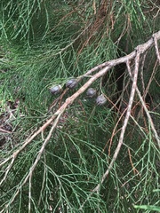 Callitris endlicheri