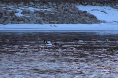 Bucephala clangula × islandica