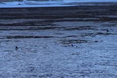 Bucephala clangula × islandica