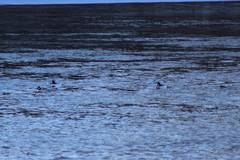 Bucephala clangula × islandica