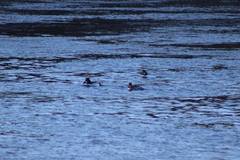 Bucephala clangula × islandica