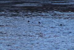 Bucephala clangula × islandica