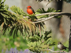 Pyrocephalus rubinus