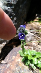 Veronica bellidioides
