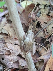 Pseudacris brachyphona