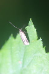 Adela reaumurella