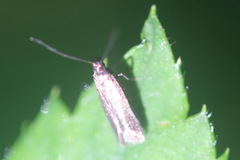 Adela reaumurella
