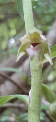 Epipactis leptochila neglecta