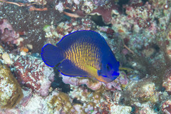 Centropyge bispinosa