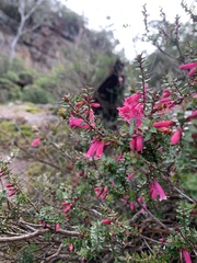 Epacris reclinata