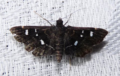 Diathrausta