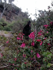 Epacris reclinata