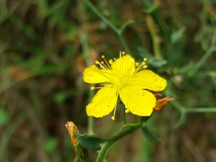 Hypericum linariifolium