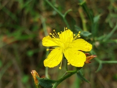 Hypericum linariifolium