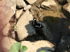 Limenitis sydyi