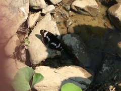 Limenitis sydyi