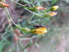 Hypericum linariifolium