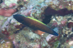 Labropsis xanthonota