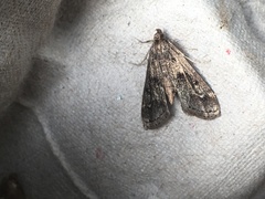 Parapoynx obscuralis