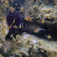 Pempheris multiradiata