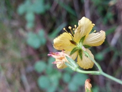 Hypericum linariifolium
