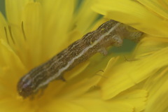 Hecatera bicolorata