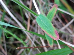 Hypericum linariifolium