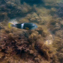 Notolabrus tetricus