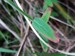 Hypericum linariifolium