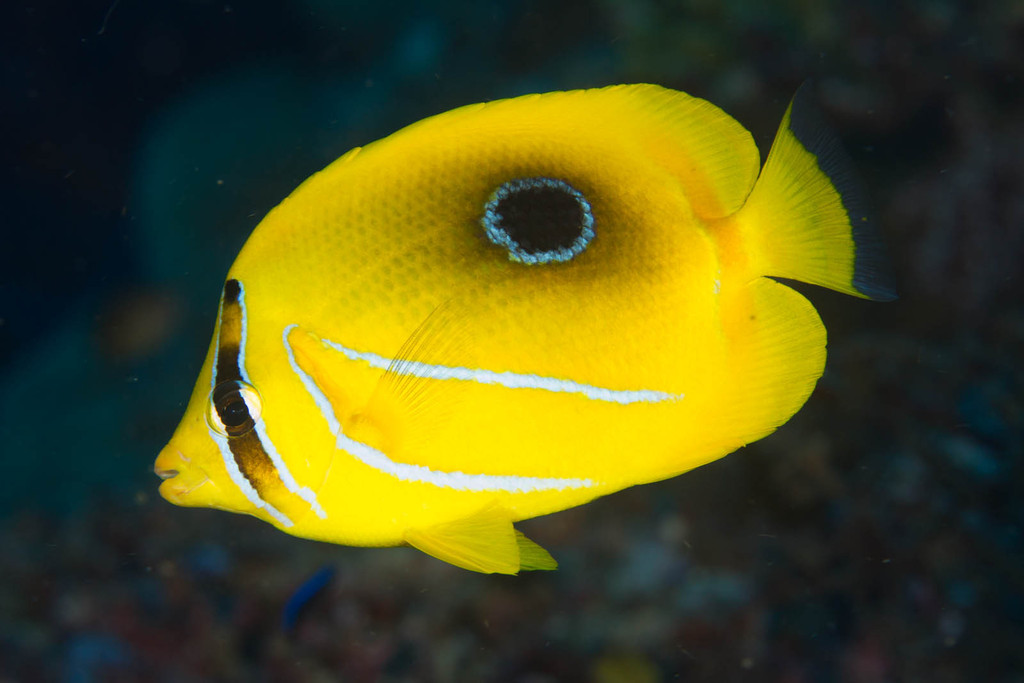 Bluelashed Butterflyfish