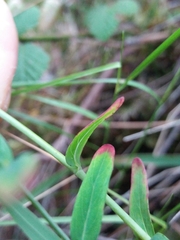 Hypericum linariifolium