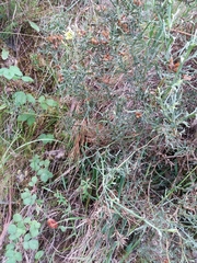 Hypericum linariifolium