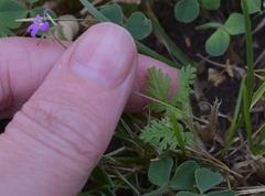 Erodium cicutarium